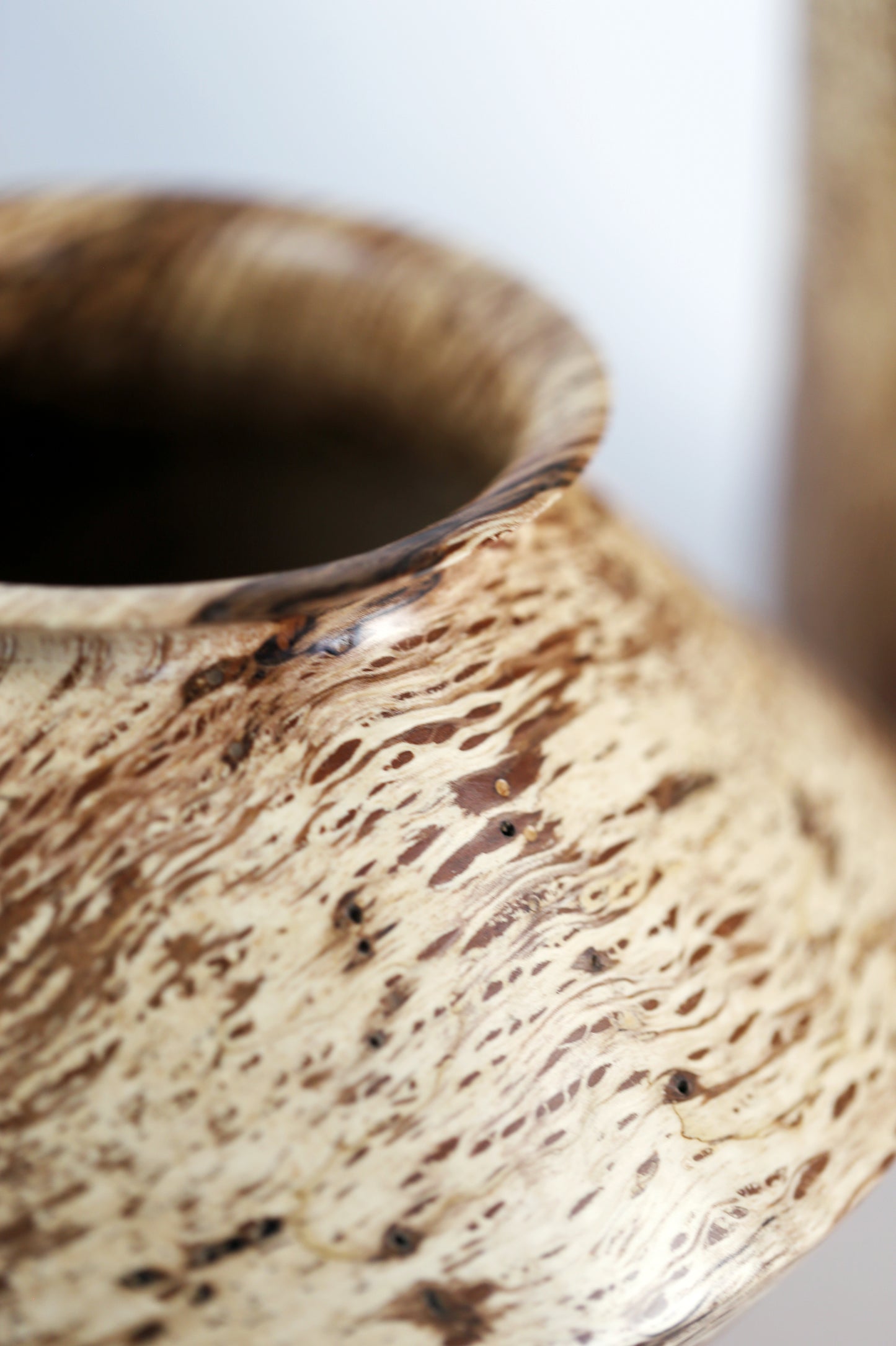 Black Walnut Sapwood Companion Vessels