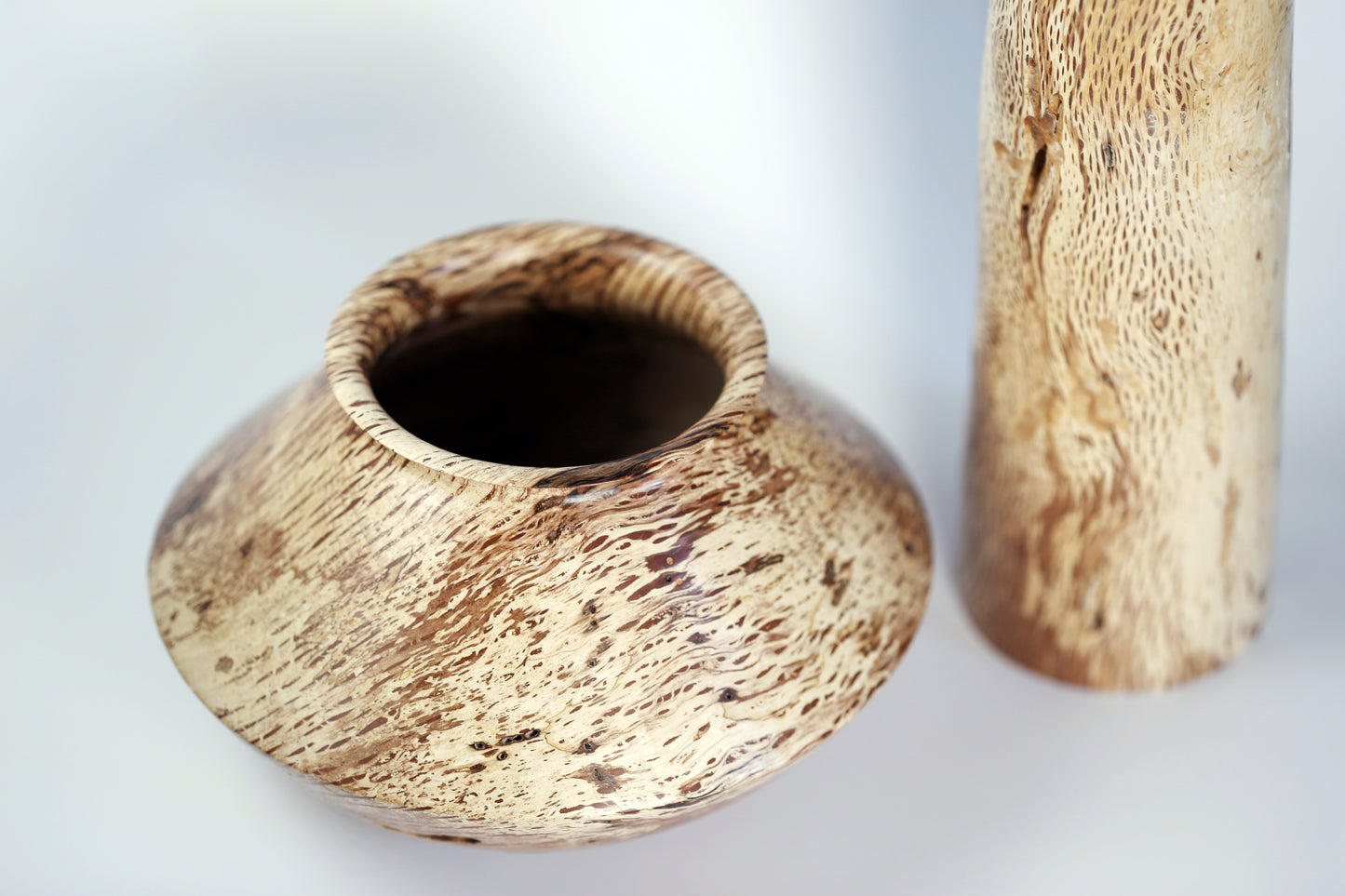 Black Walnut Sapwood Companion Vessels