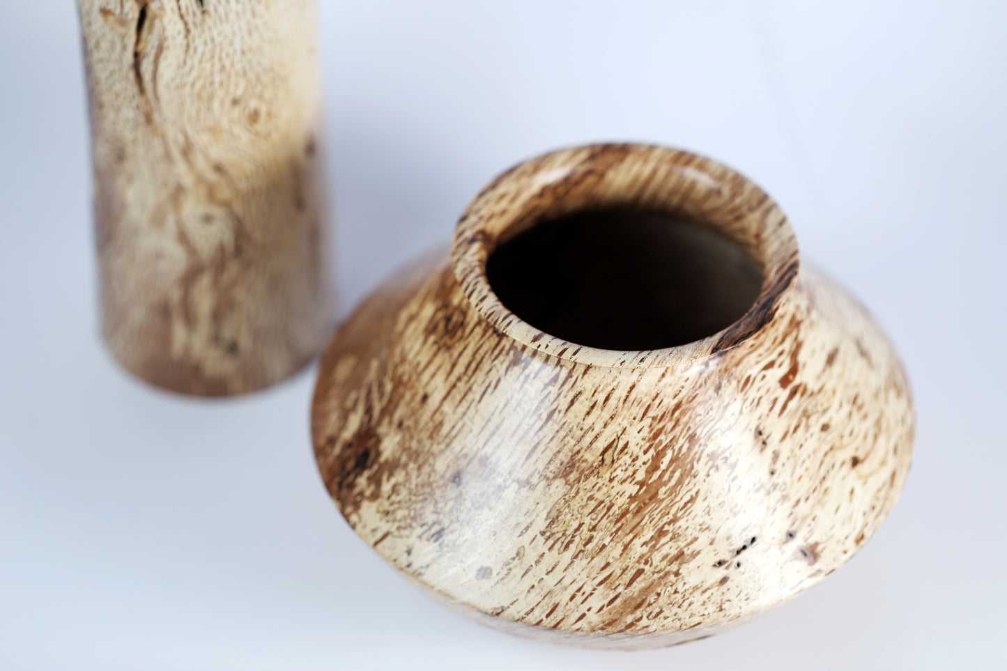 Black Walnut Sapwood Companion Vessels