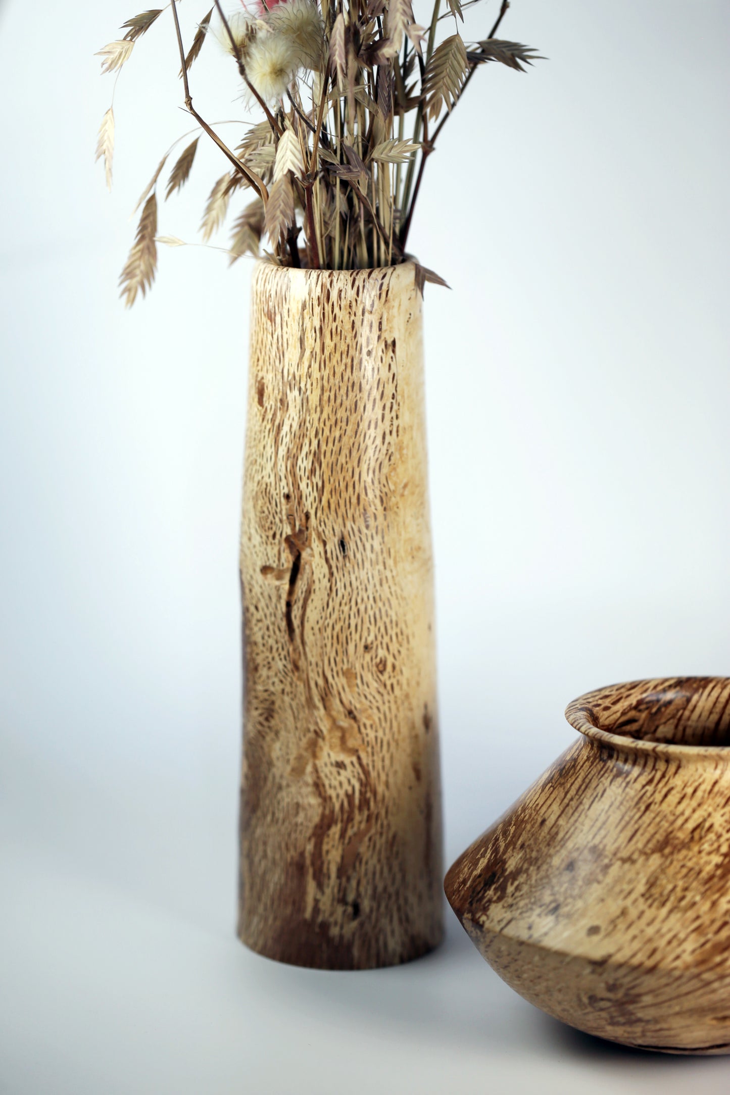 Black Walnut Sapwood Companion Vessels